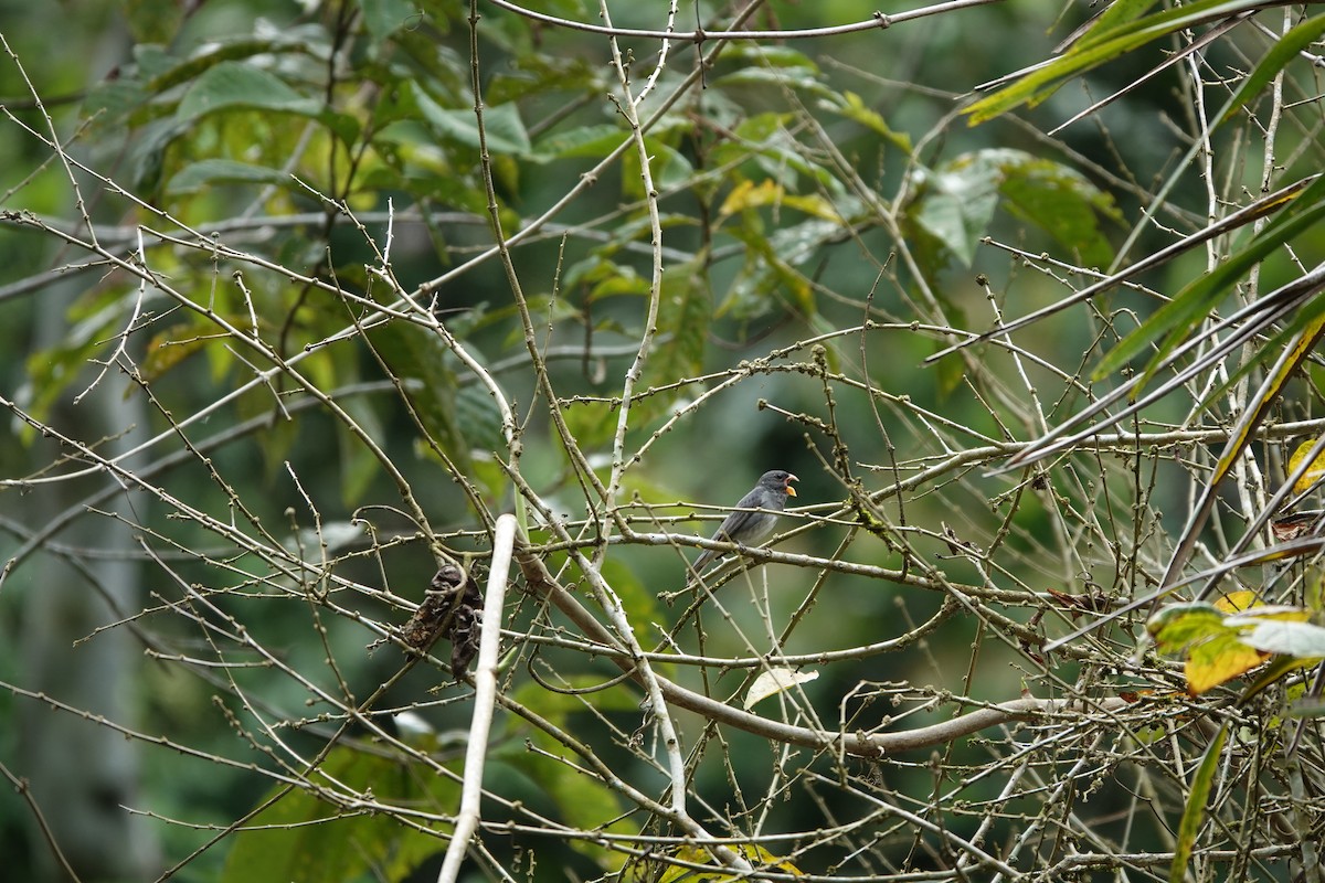 Slate-colored Seedeater - ML635234787