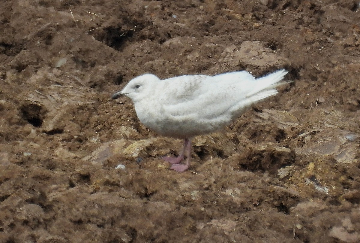 Iceland Gull - ML635234806