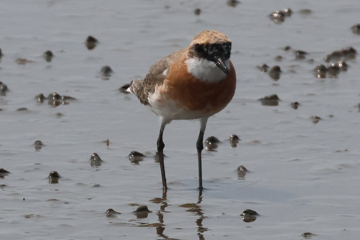 Tibetan Sand-Plover - ML635234829