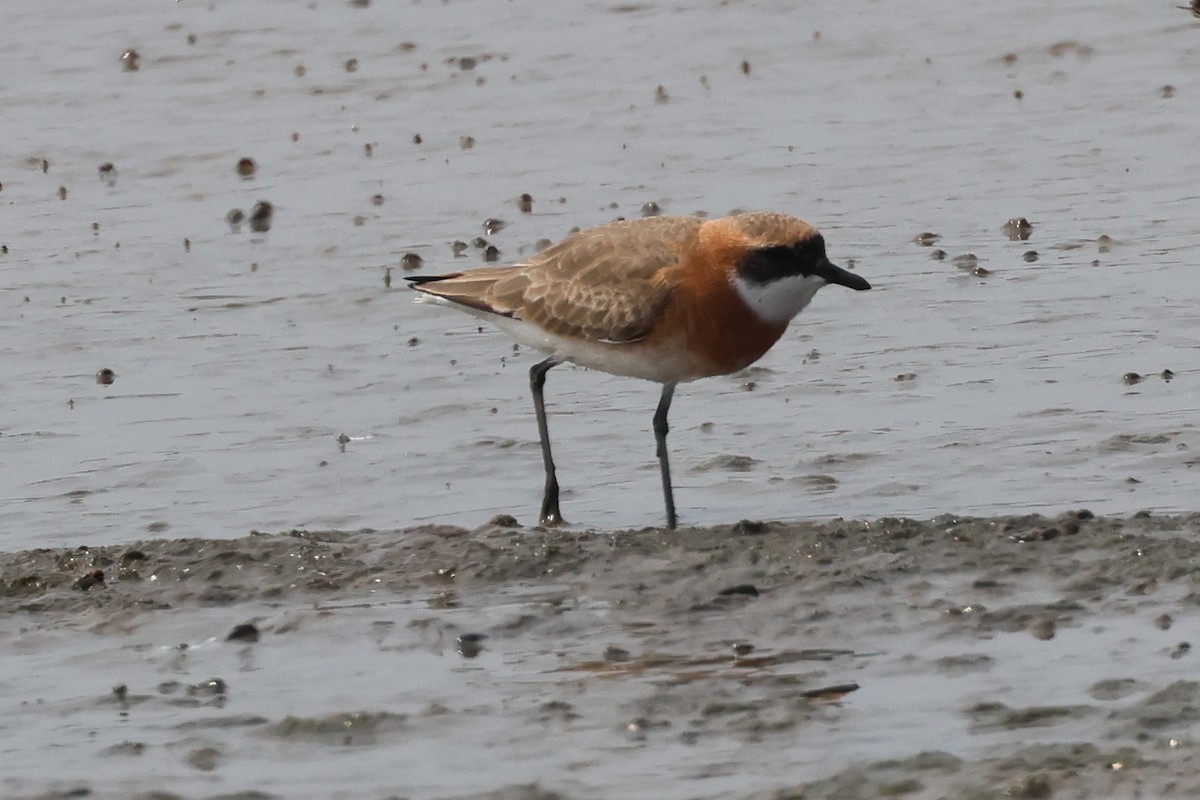 Tibetan Sand-Plover - ML635234831