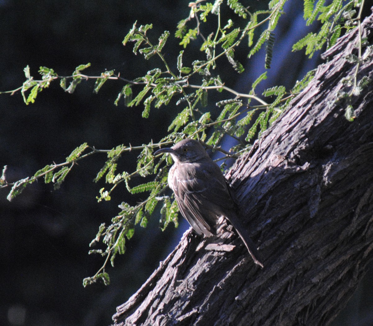 Gray Thrasher - ML635234909