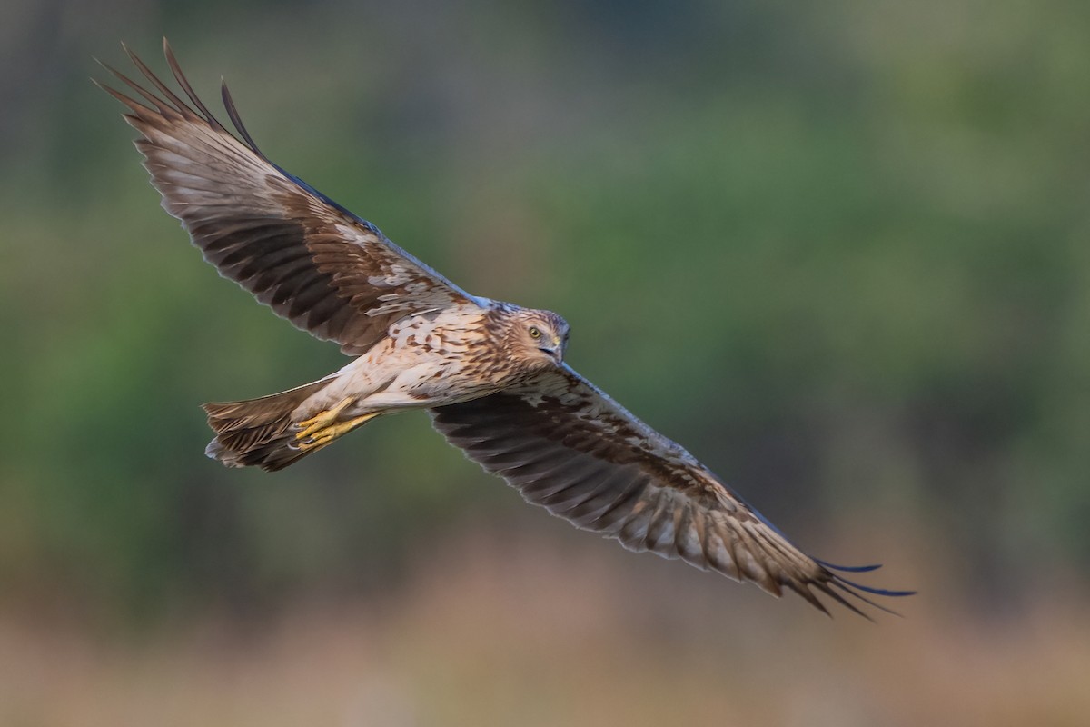 Eastern Marsh Harrier - ML635234914