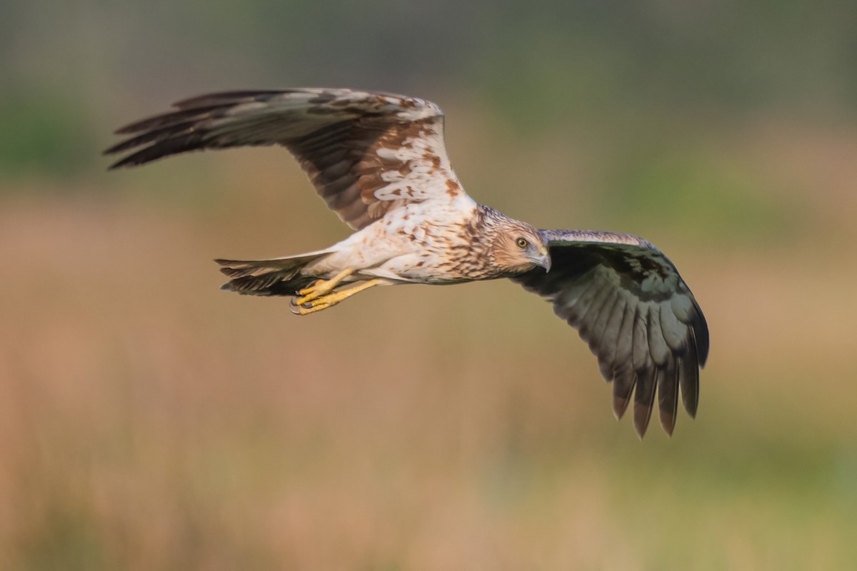 Eastern Marsh Harrier - ML635234915
