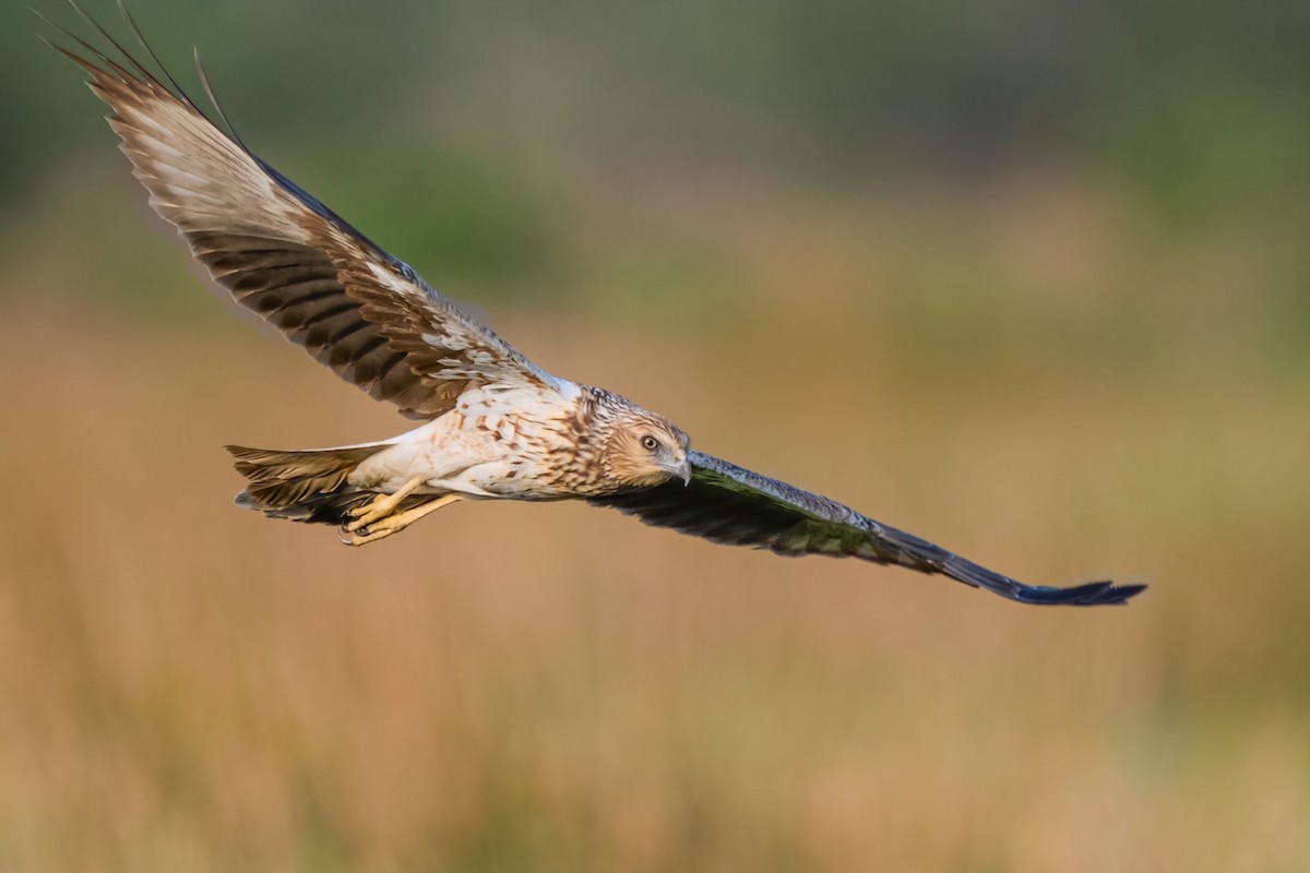 Eastern Marsh Harrier - ML635234916