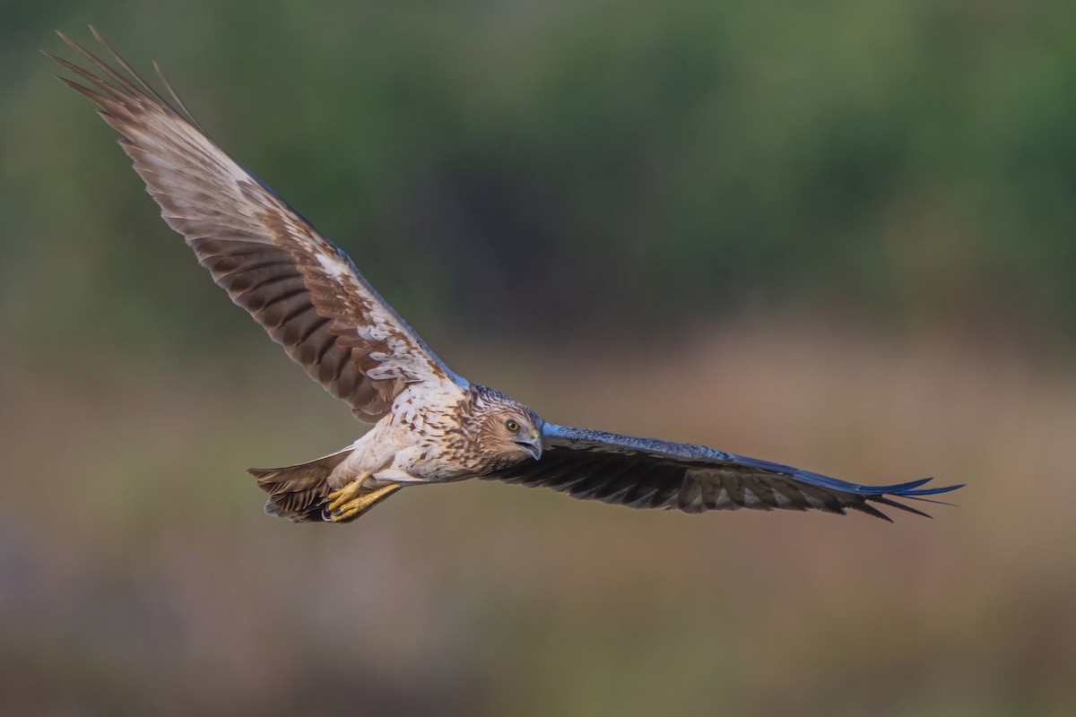 Eastern Marsh Harrier - ML635234918