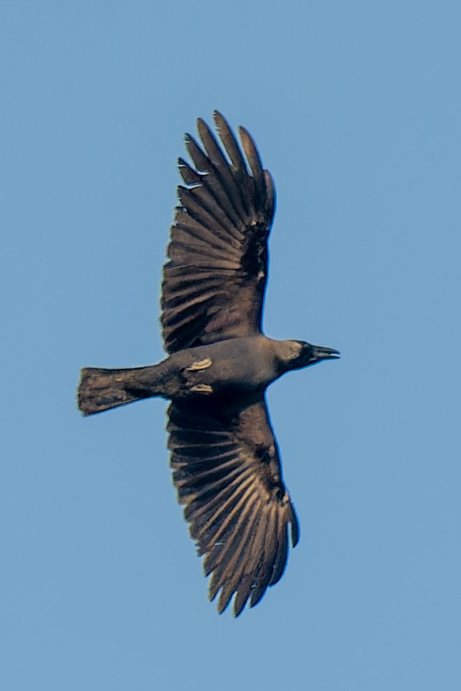 House Crow - ML635234919