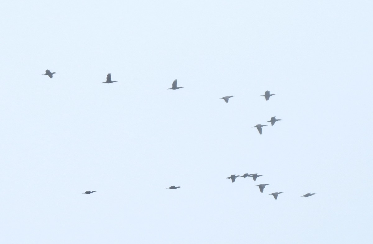 Cormoran à aigrettes - ML635234967