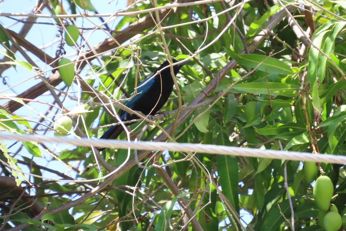 San Blas Jay - ML635234999