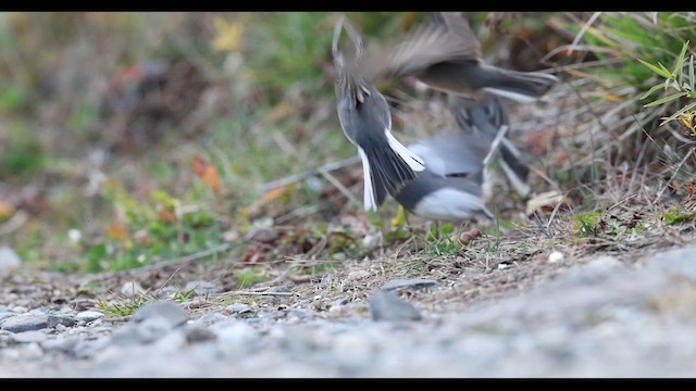 ユキヒメドリ - ML635235011