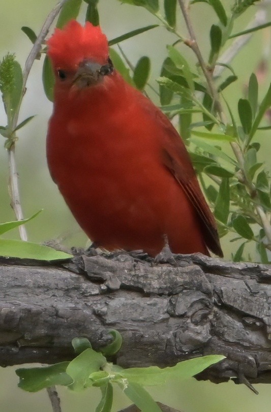 Summer Tanager - ML635235087