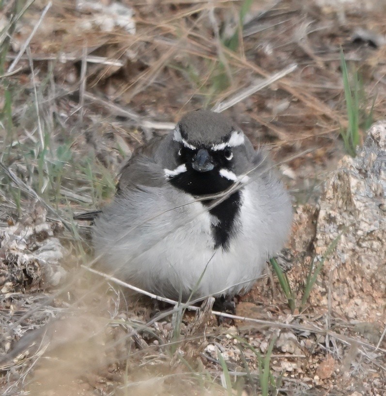 Black-throated Sparrow - ML635235104