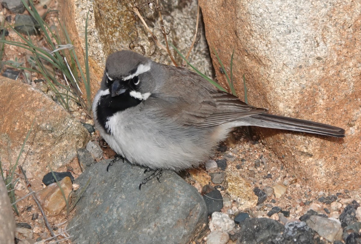 Black-throated Sparrow - ML635235105