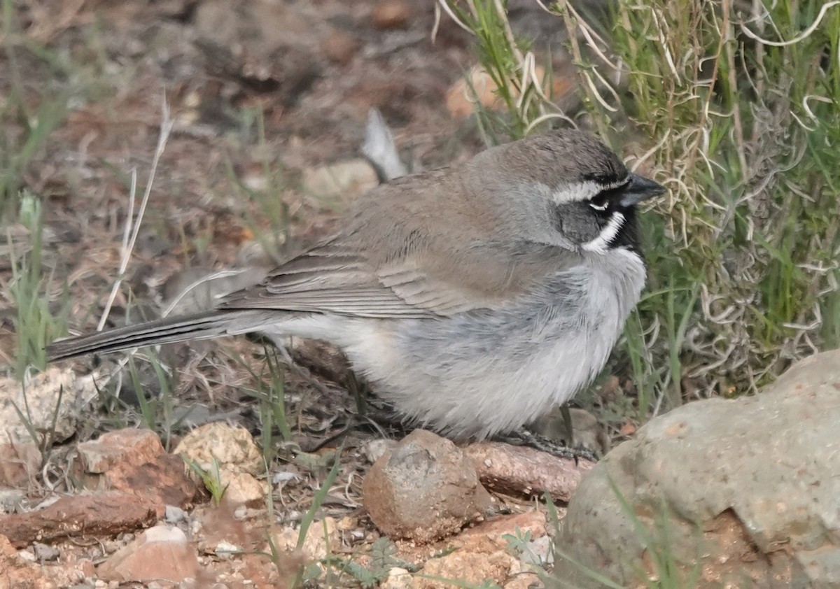 Black-throated Sparrow - ML635235106