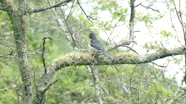 Plumbeous-backed Thrush - ML635235123