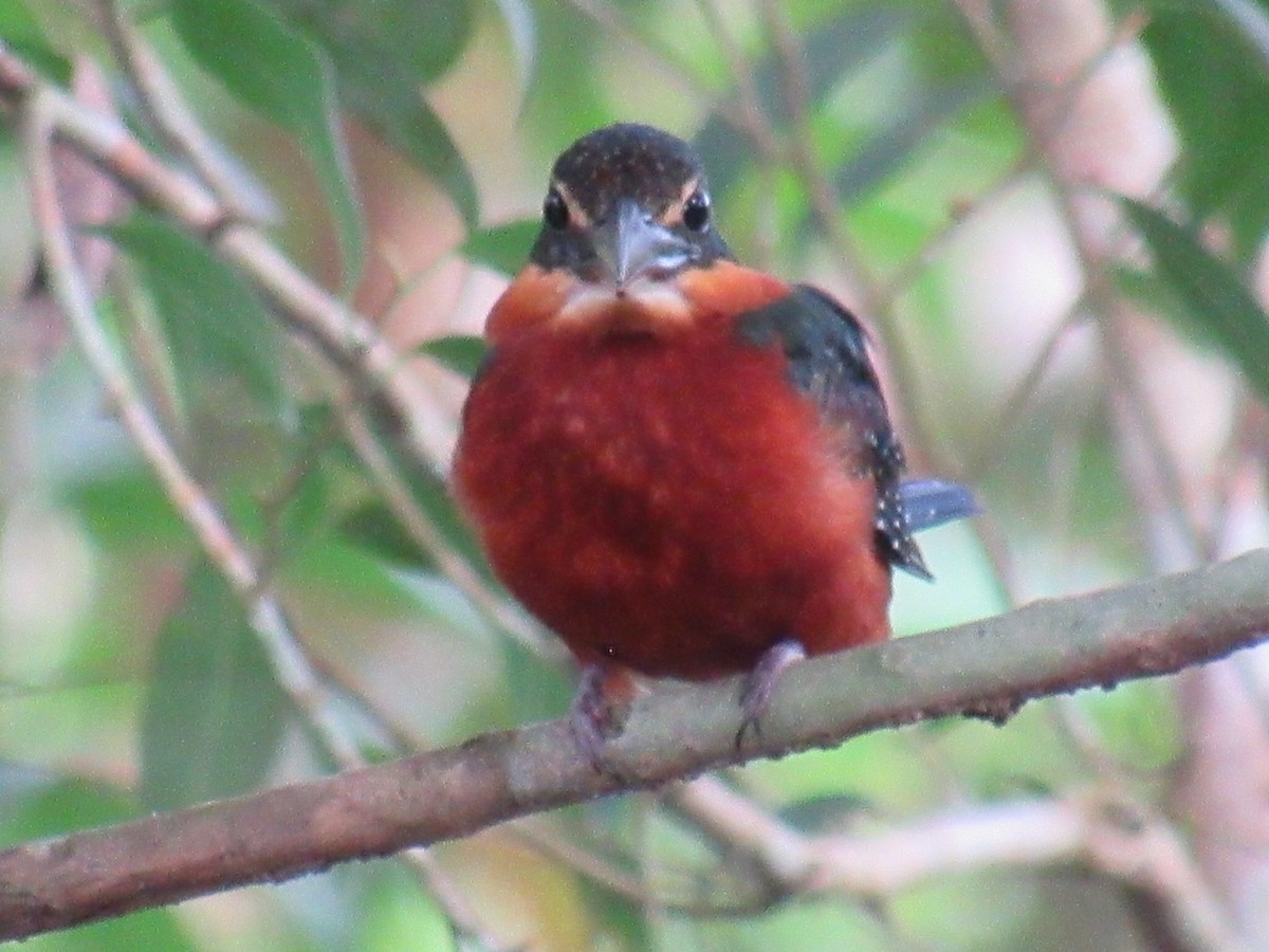 Green-and-rufous Kingfisher - ML635235137