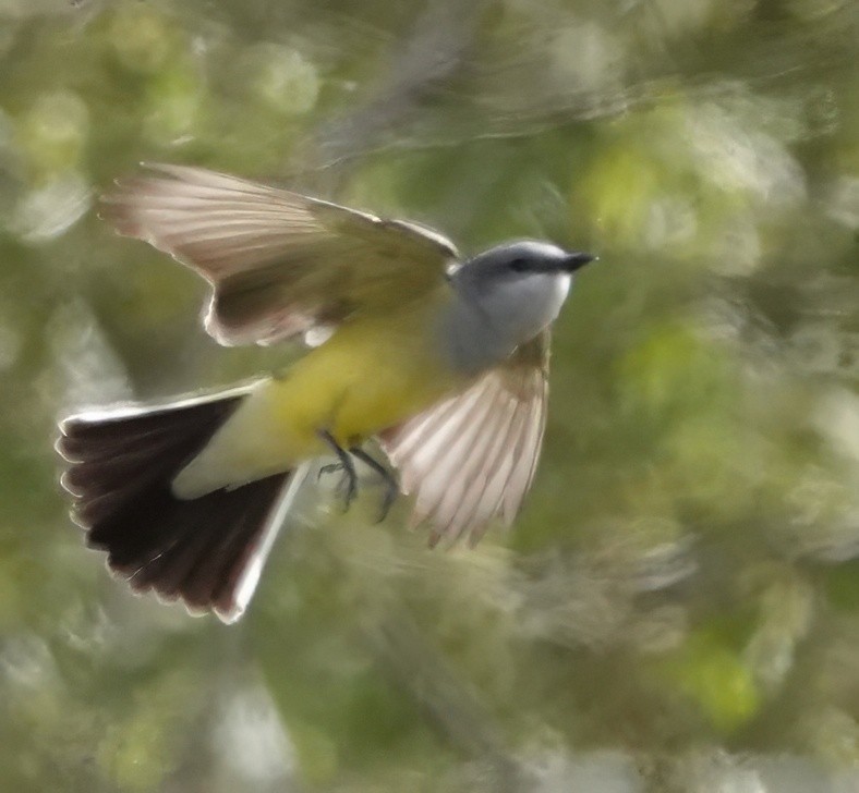 Western Kingbird - ML635235139