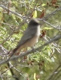 Say's Phoebe - ML635235159