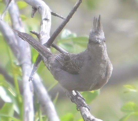 Phainopepla - ML635235192