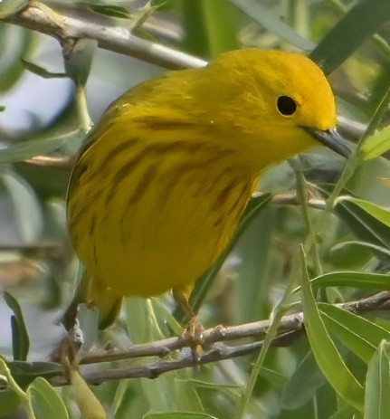 Yellow Warbler - ML635235198