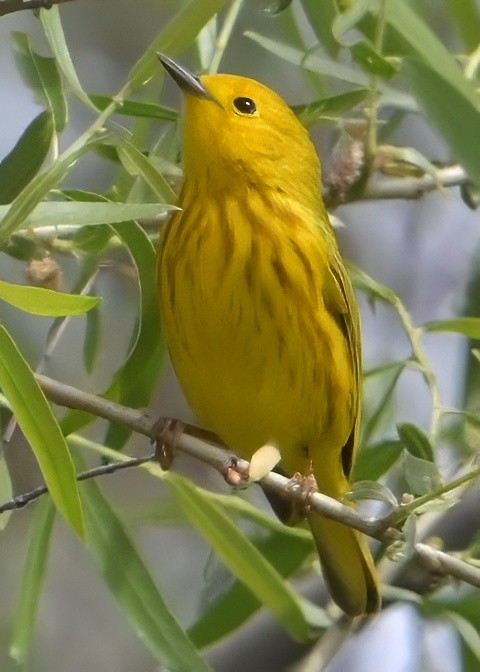 Yellow Warbler - ML635235201