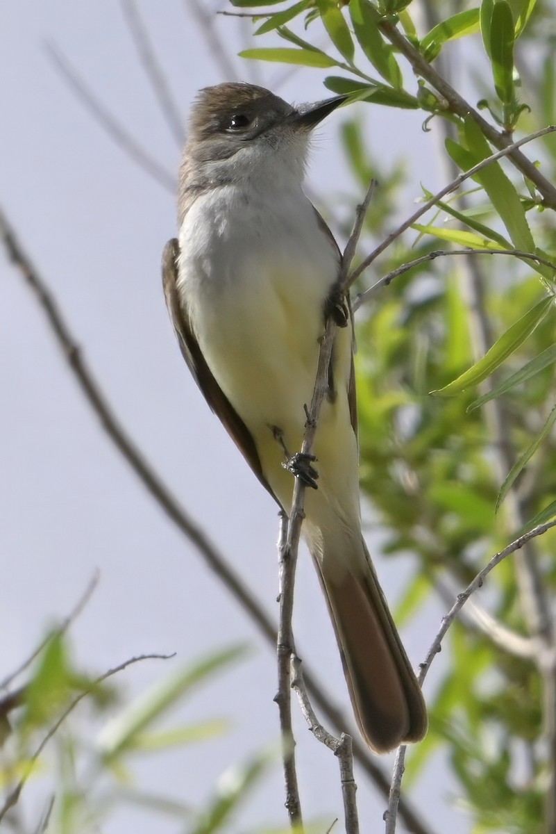 Ash-throated Flycatcher - ML635235206