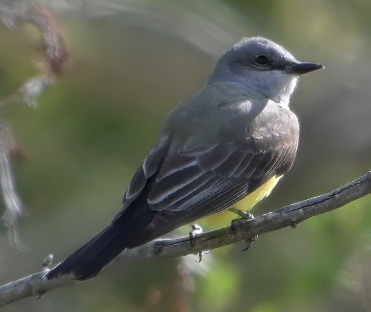 Western Kingbird - ML635235220