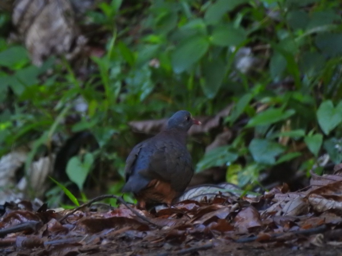 White-fronted Quail-Dove - ML635235237