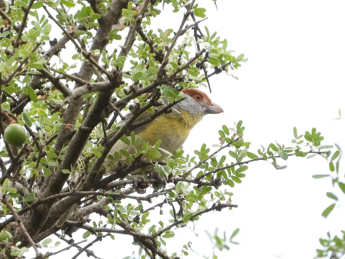 Rufous-browed Peppershrike - ML635235240