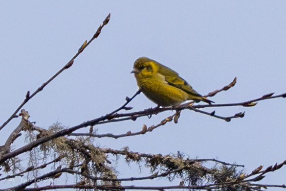 Tibetan Serin - ML635235258