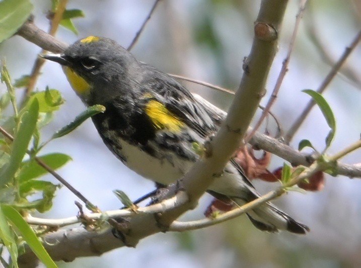 Yellow-rumped Warbler - ML635235266