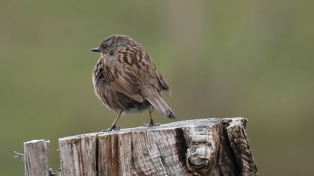 Dunnock - ML635235278