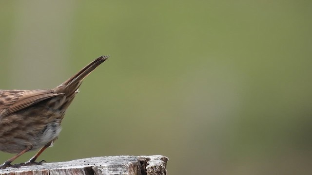 Dunnock - ML635235280
