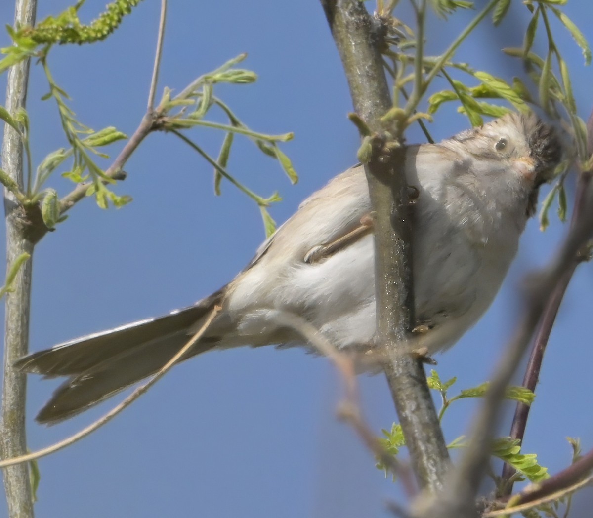 Brewer's Sparrow - ML635235296