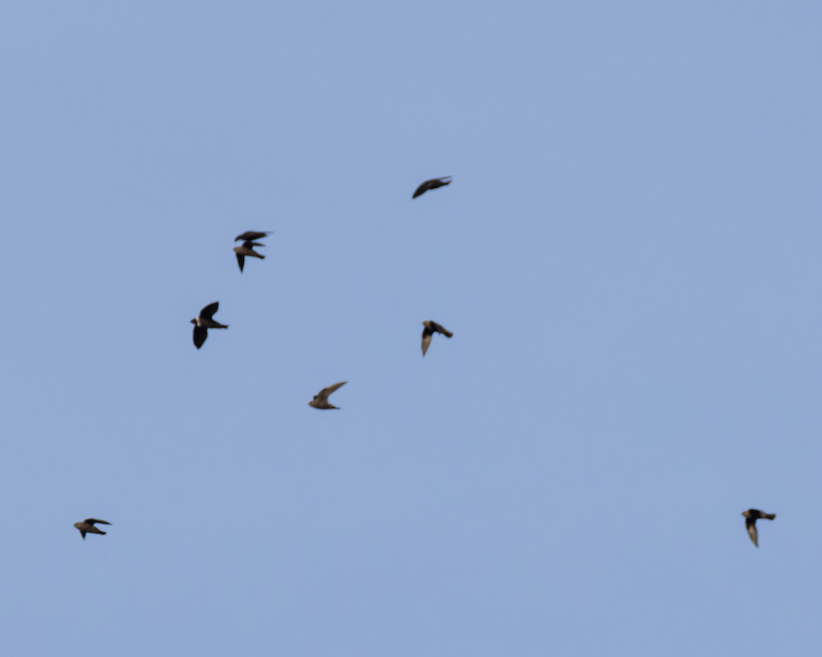 White-collared Swift - ML635235327