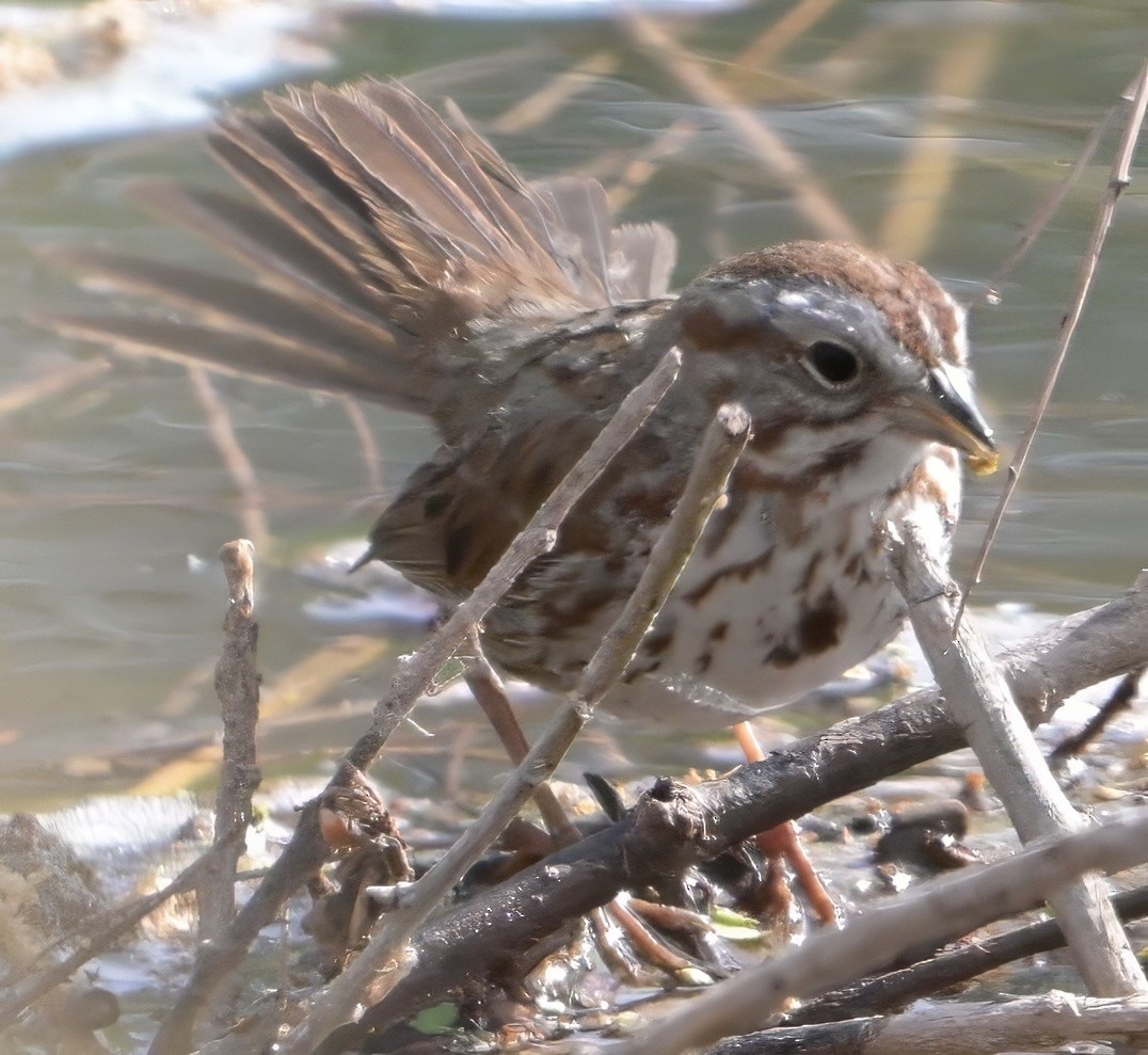 Song Sparrow - ML635235333
