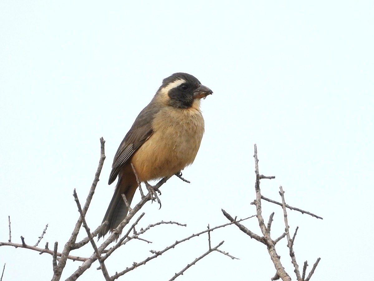 Golden-billed Saltator - ML635235334