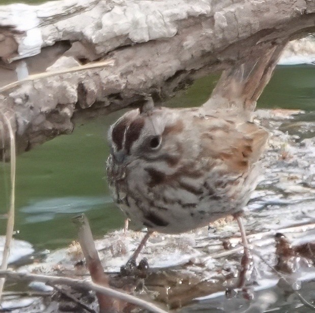 Song Sparrow - ML635235335
