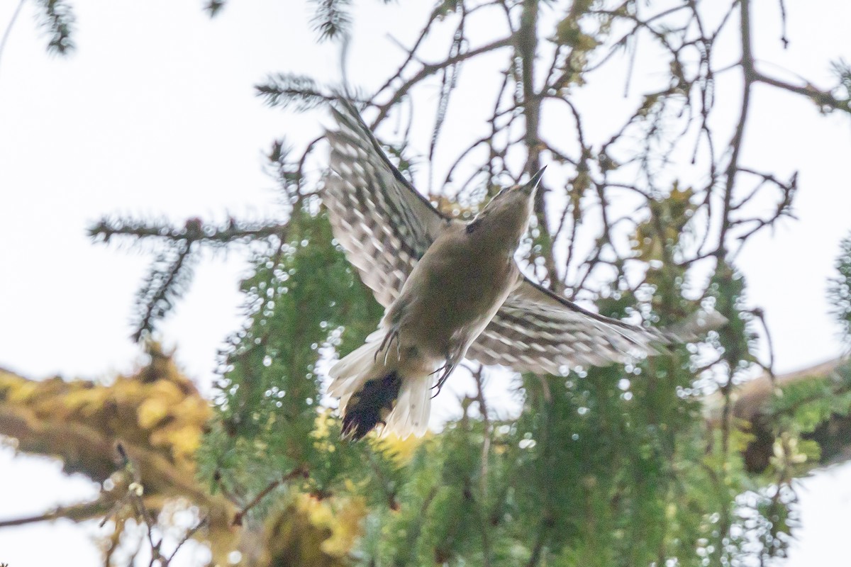 Hairy Woodpecker - ML635235351