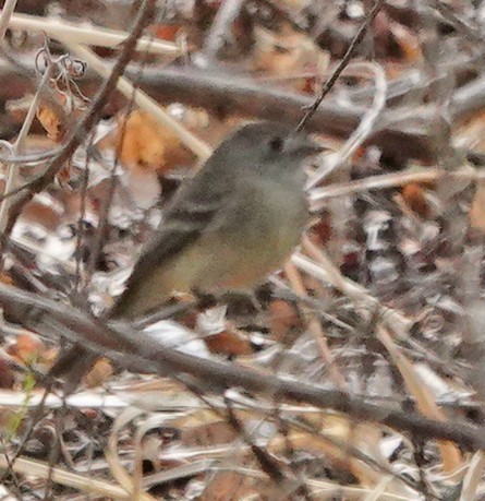 Hammond's/Dusky Flycatcher - ML635235358