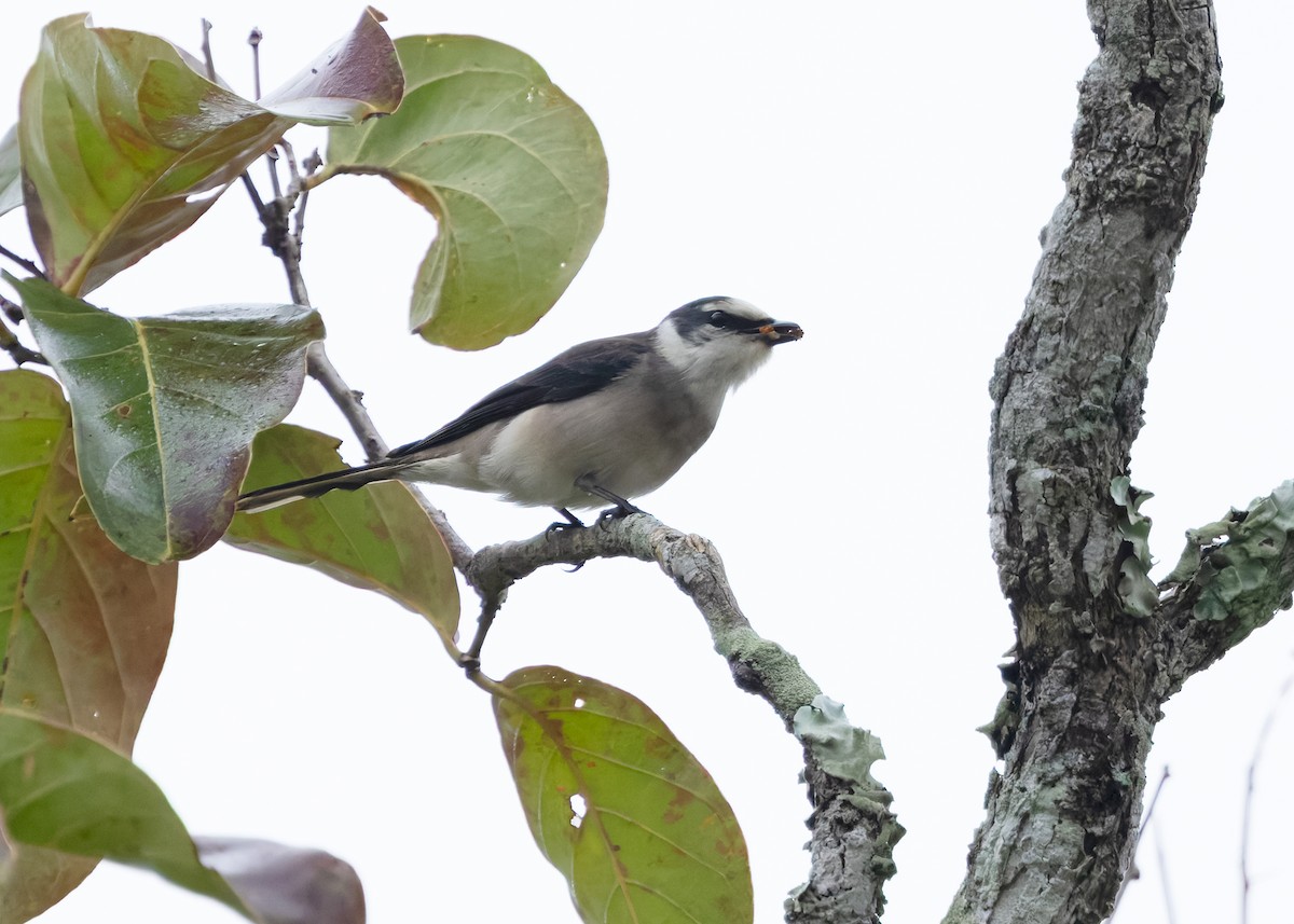 Brown-rumped Minivet - ML635235372