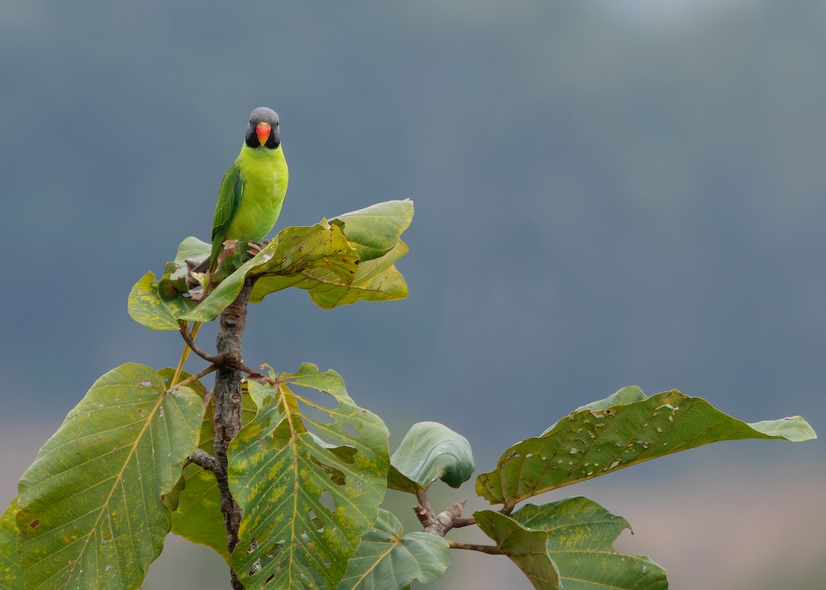 Gray-headed Parakeet - ML635235397