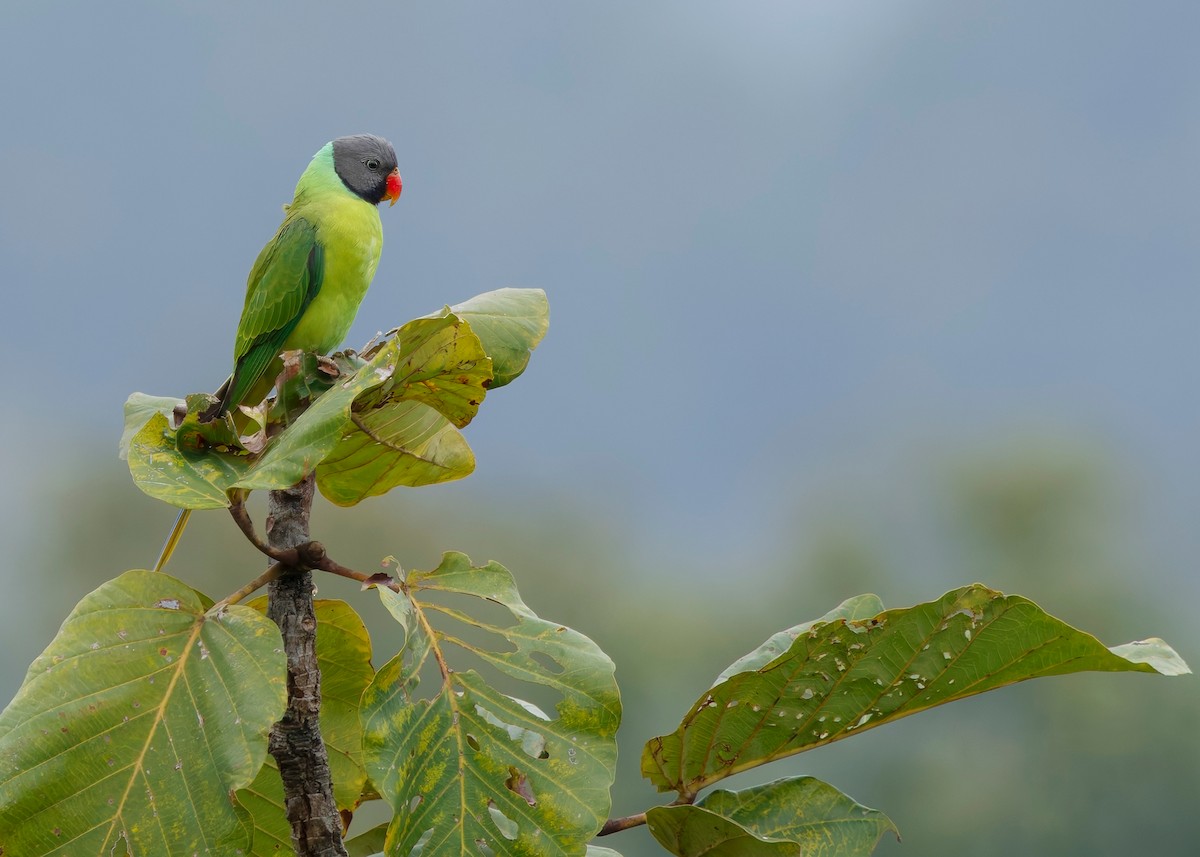 Gray-headed Parakeet - ML635235398