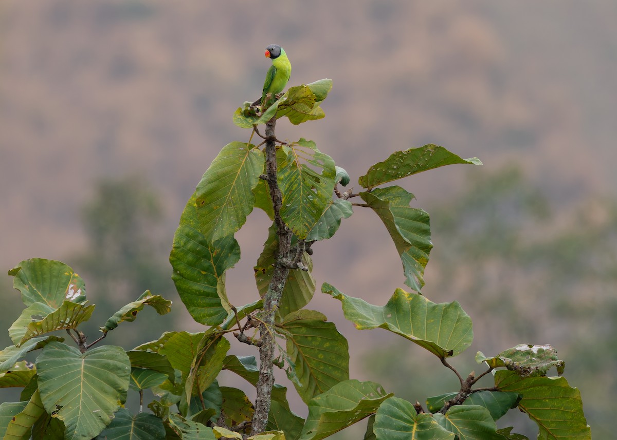 Gray-headed Parakeet - ML635235399