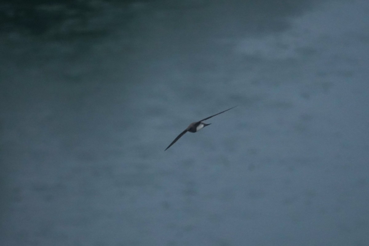 Alpine Swift - ML635235417