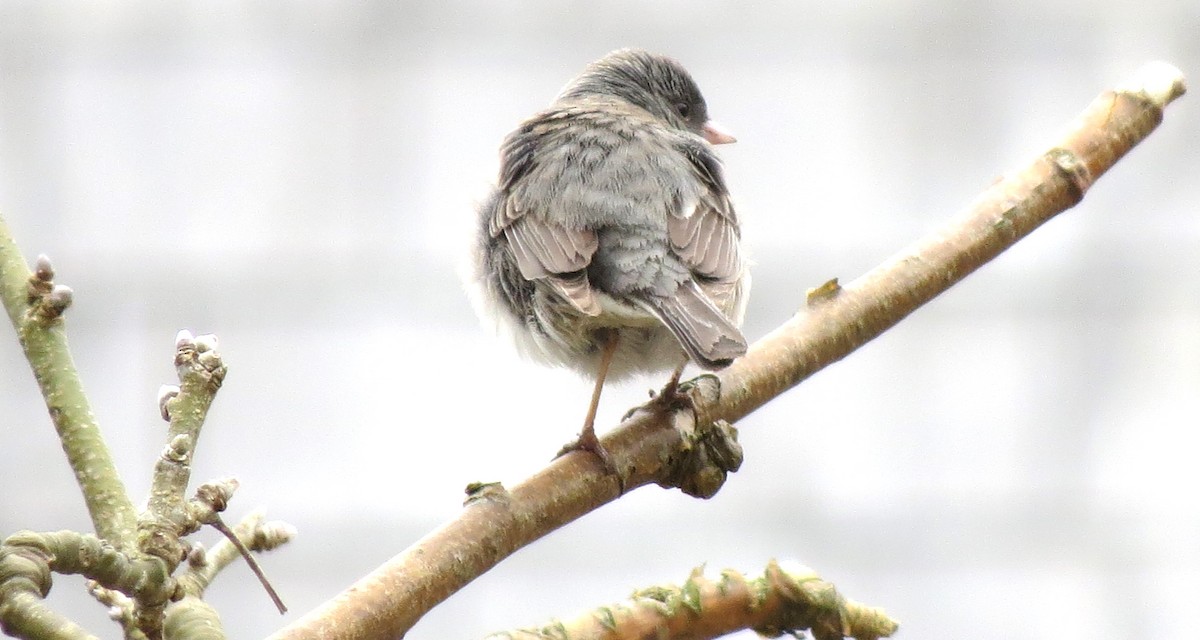 Junco ardoisé - ML635235455