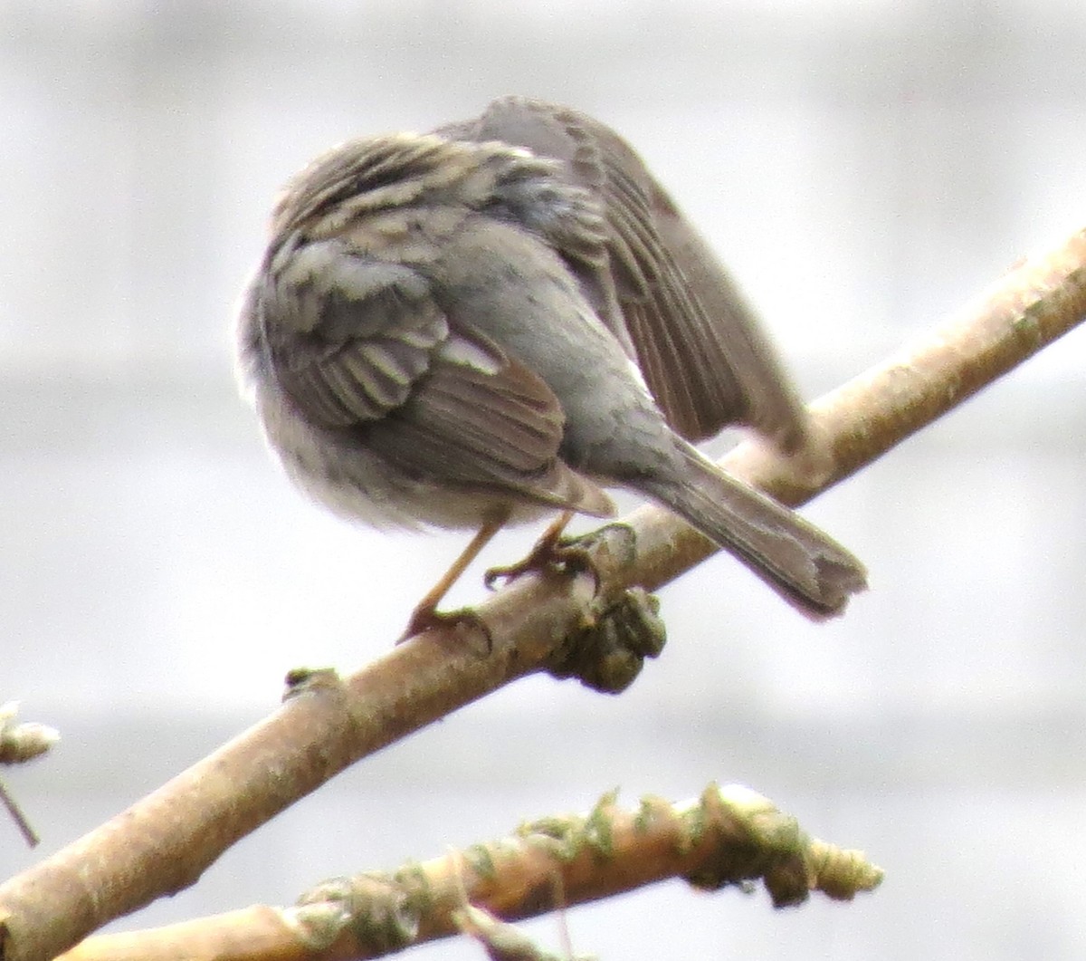 Junco ardoisé - ML635235457