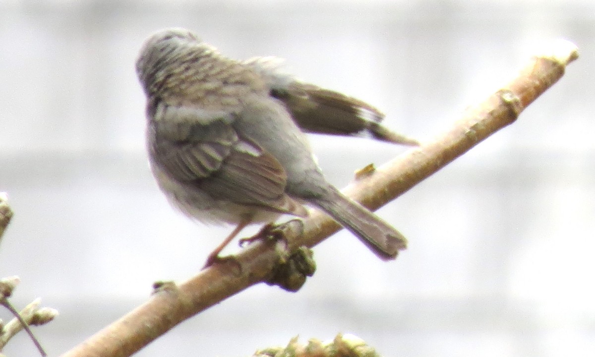 Junco ardoisé - ML635235459