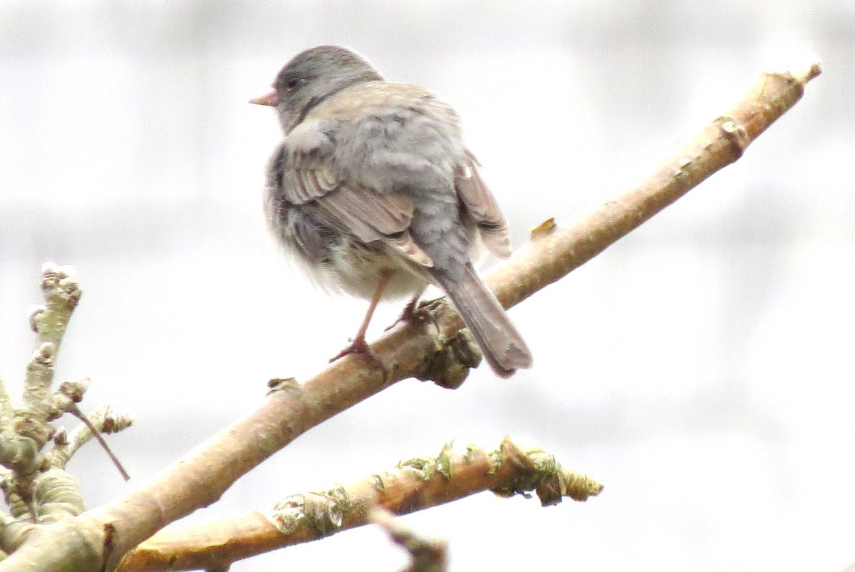 Junco ardoisé - ML635235463