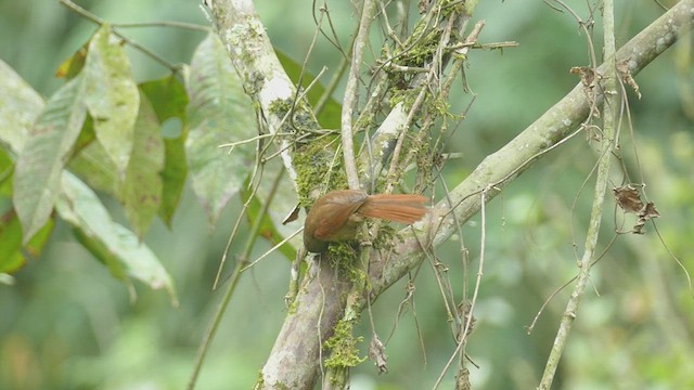 Red-faced Spinetail - ML635235778