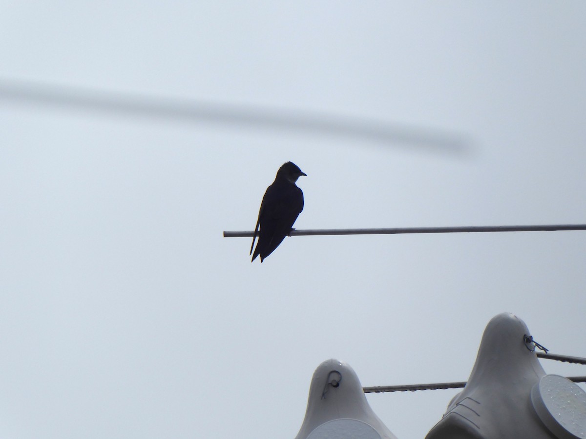 Purple Martin - ML635235791